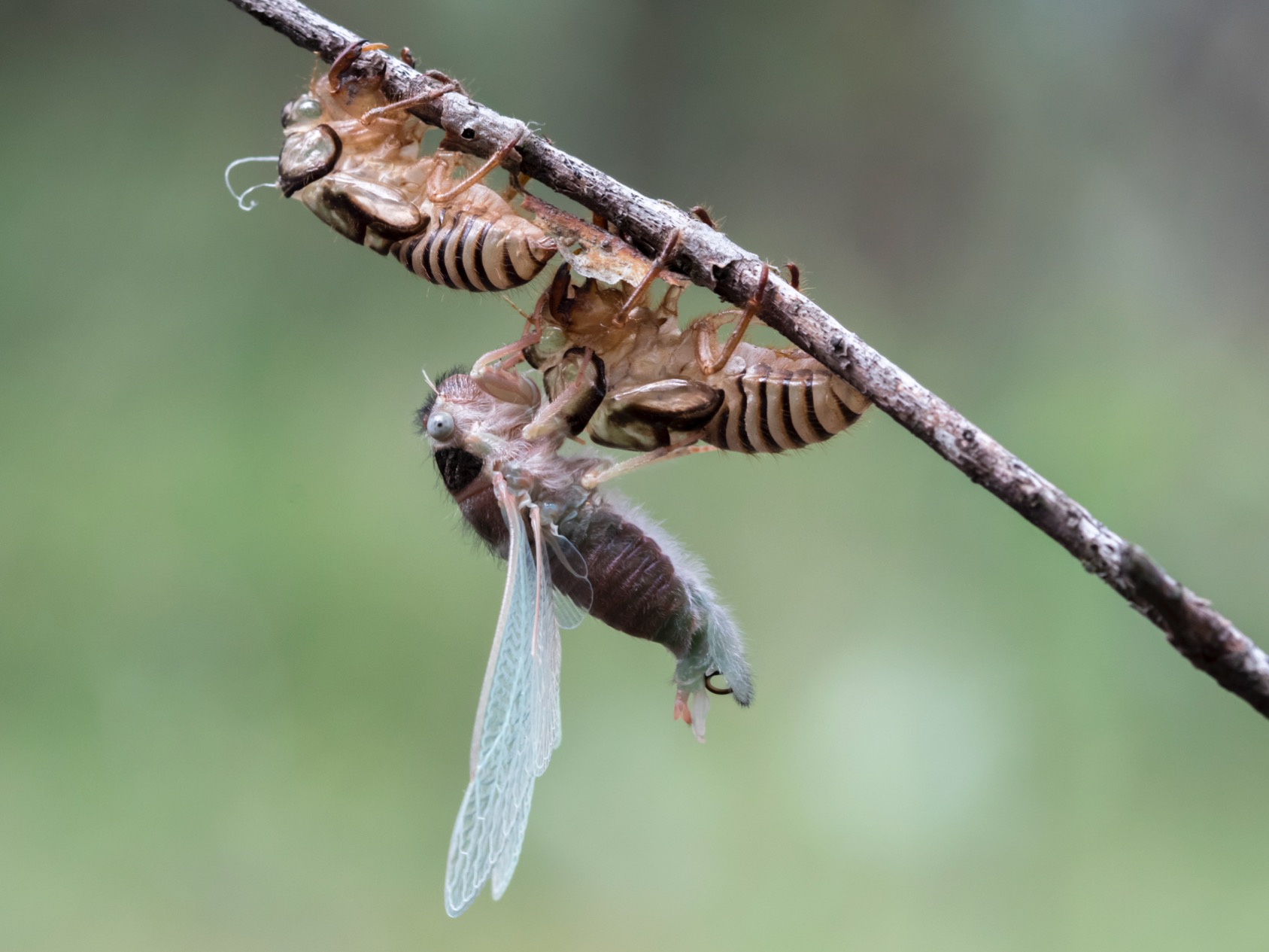 Cicada expanding its wings