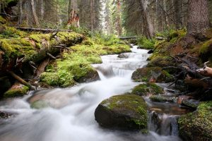 UBCO researcher recommends systematic approach to forest and water supply management