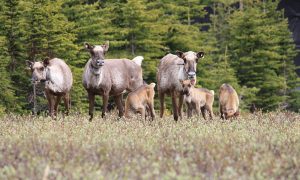 Scientists assess paths toward maintaining BC caribou until habitat recovers